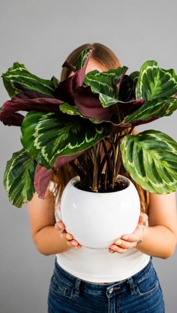 ¿Le gustan las plantas? En Florideas también tenemos variedad de plantas para regalar🪴Para más información ¡Contáctanos!👇🏼📲WhatsApp: 998 167 8206 https://walink.co/xlyeip🌐 www.florescancun.com.mx#florescancun #floresencancun #floreriacancun #florideas #plantas