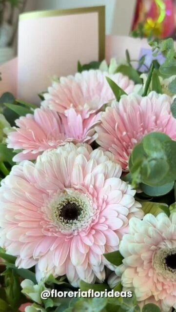 ¿Ya agendaste sus flores para desearle un buen inicio de clases?👀
Esto es un recordatorio para que no se te olvide mandarle flores💐

Y también puede ser una indirecta🤭

Para más información ¡Contáctanos!👇🏼
📲 WhatsApp: 998 167 8206  https://wa.link/s1glww 
📞 (998) 287 3704
🌐 www.florescancun.com.mx

#florescancun #floresencancun #floreriacancun #florideas