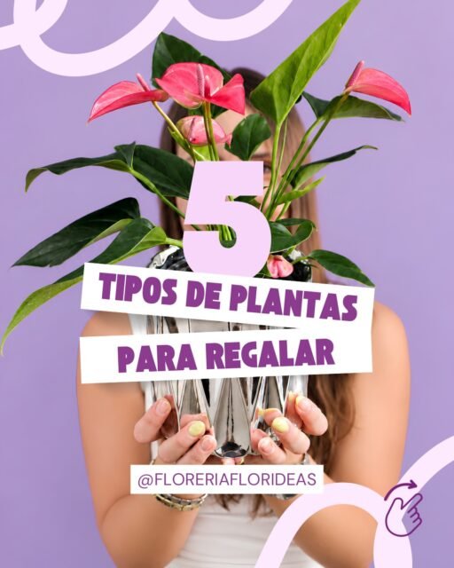 🍃 ¡Regala vida, regala algo que florezca!🪴

¿Buscas un regalo diferente y lleno de significado? ✨ 
Las plantas son una hermosa forma de sorprender, decorar espacios y transmitir buenos deseos.

Te presentamos 5 plantas que te enamorarán:

🌿 Calathea Medallion: hojas únicas que parecen pintadas a mano.
🎋 Bambú de la suerte: símbolo de prosperidad y buena energía.
❤️ Anturio: elegancia y color para cualquier espacio.
🍃 Árbol de la abundancia: asociado con la prosperidad.
🤍 Aglaonema Snow White: un follaje espectacular en tonos blancos y verdes.

Cada planta tiene su encanto y sus propios cuidados. ¿Cuál elegirías para regalar o decorar tu espacio? 👀🌱

Si quieres regalar una planta ¡Contáctanos!👇🏼
📲 WhatsApp: 998 167 8206  https://walink.co/54gtyj 
📞 (998) 287 3704
🌐 www.florescancun.com.mx

#florescancun #floresencancun #floreriacancun #florideas #plantas